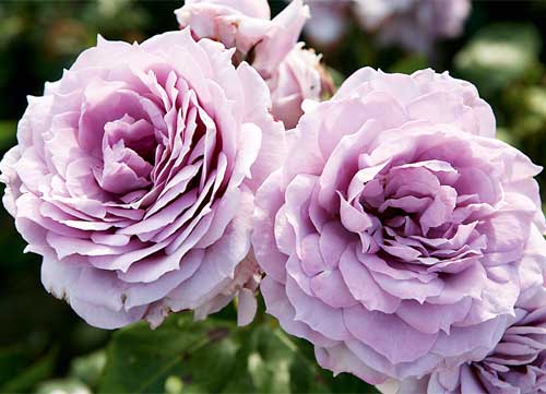zartblaue Novalis-Rose